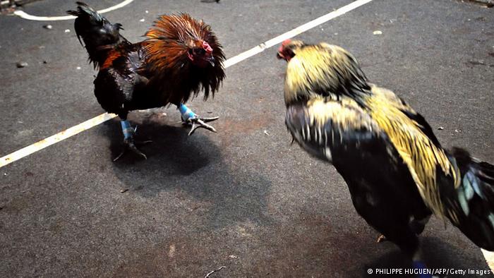 ۱۲ کشته در جریان جنگ خروسها در مکزیک