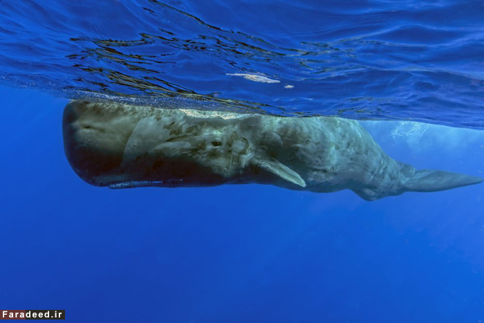 (تصاویر) چشم در چشم با نهنگ 60 تنی