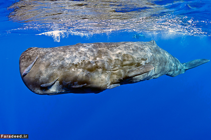 (تصاویر) چشم در چشم با نهنگ 60 تنی