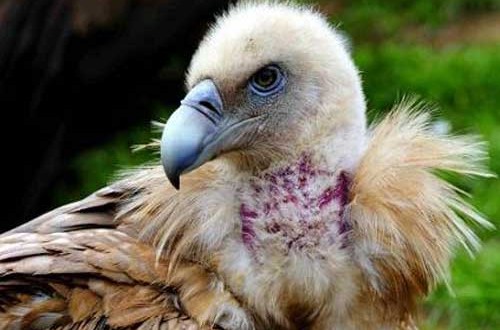 چرا کرکس با خوردن گوشت فاسد نمیمیرد؟